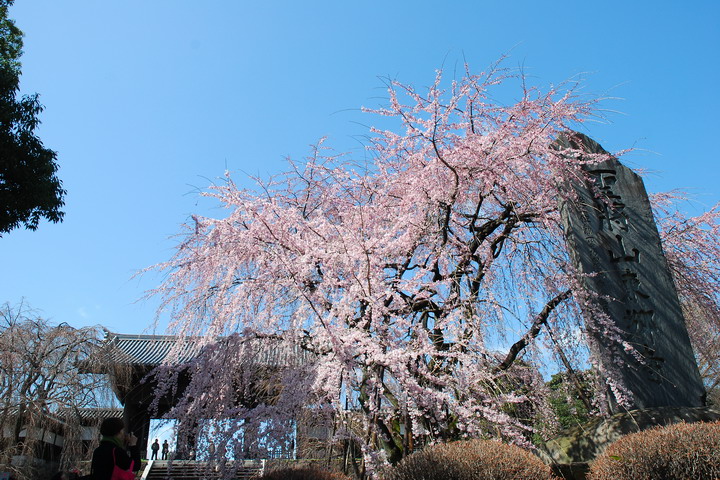 東郷寺の春