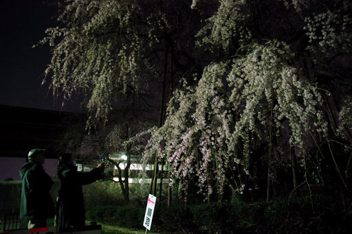 東郷寺の夜桜と見物客